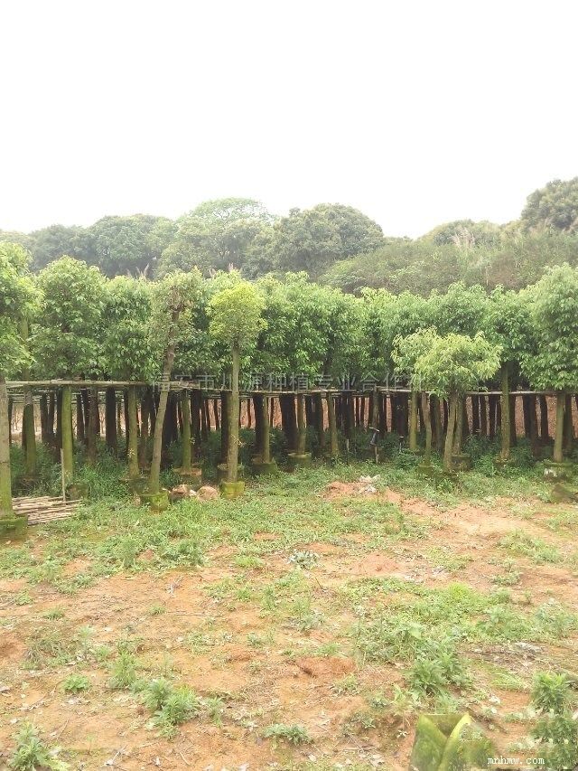 点击查看大图