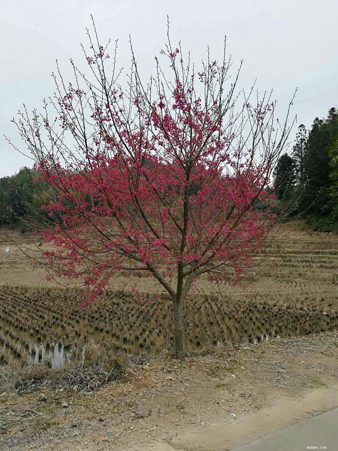 点击查看大图