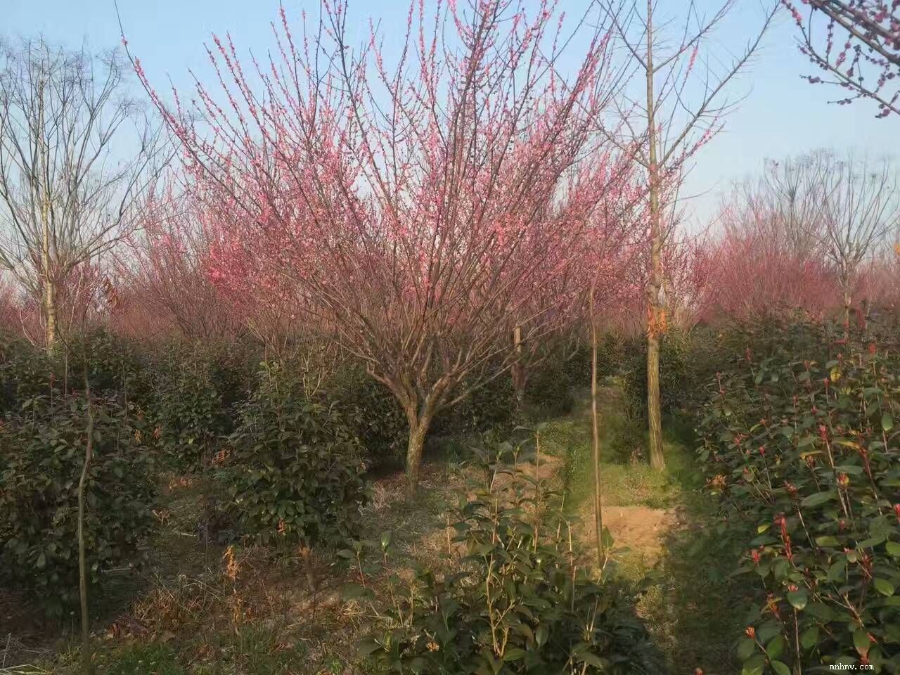 点击查看大图