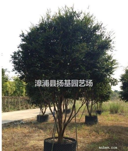 点击查看大图