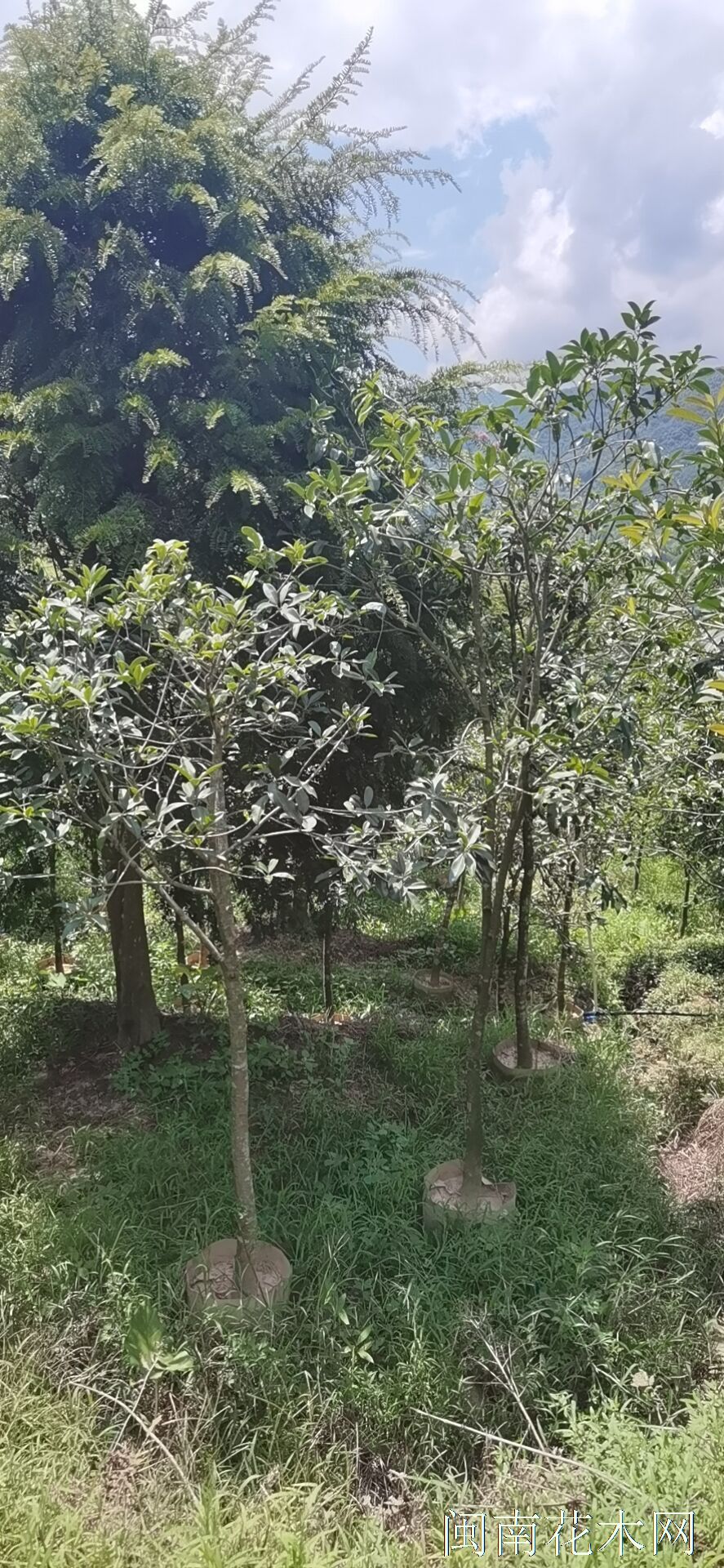 点击查看大图
