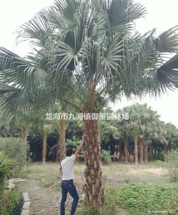 点击查看大图