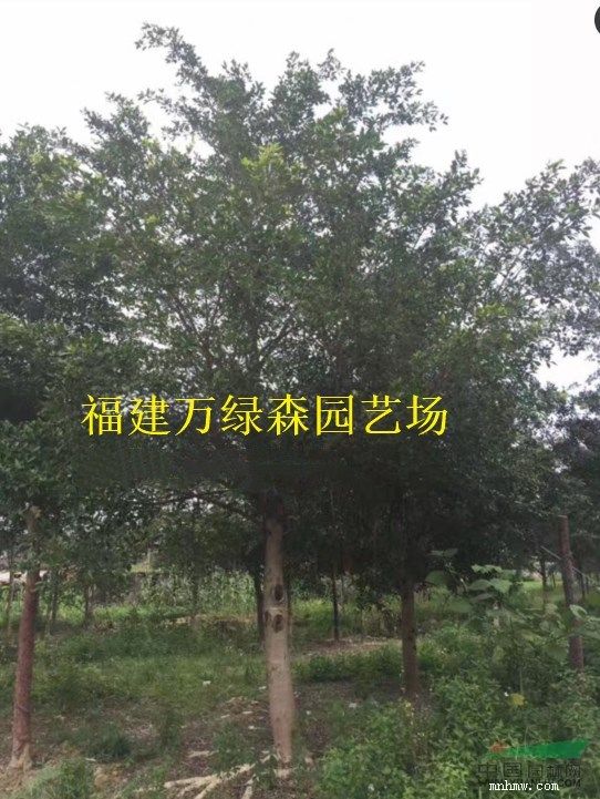 点击查看大图