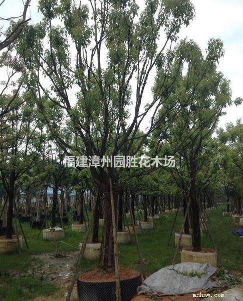 点击查看大图