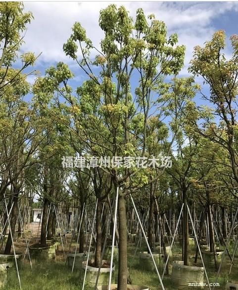点击查看大图