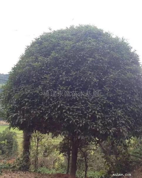 点击查看大图