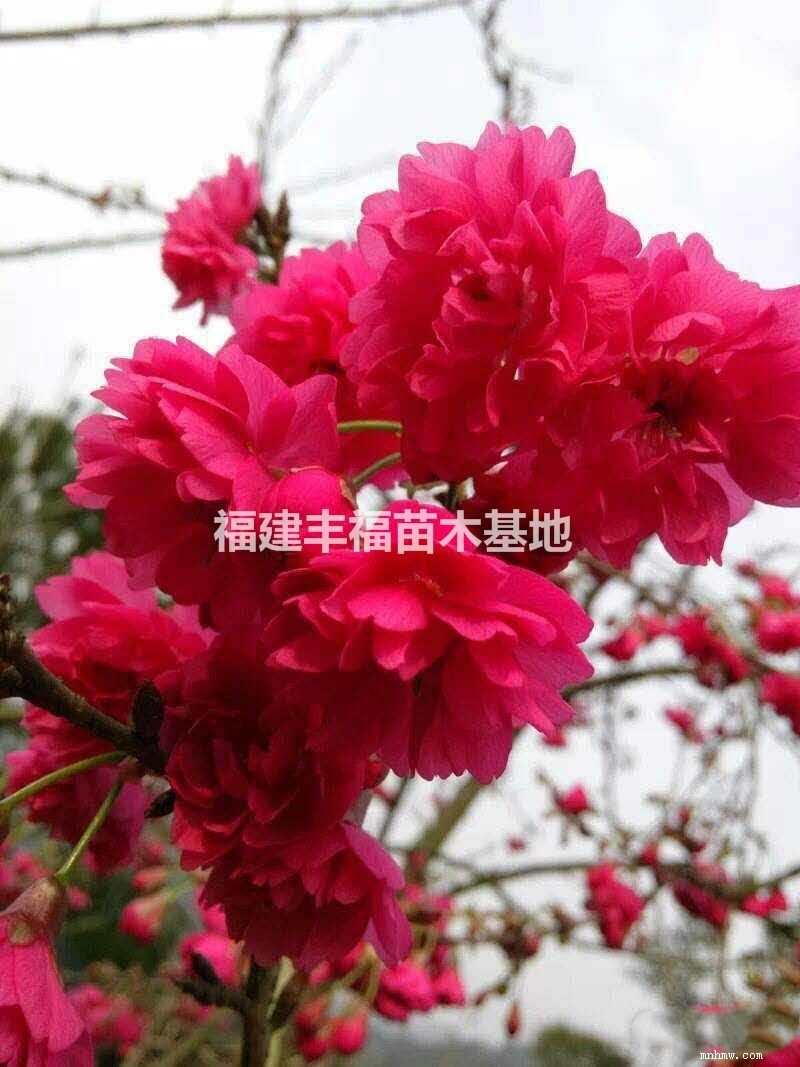 点击查看大图