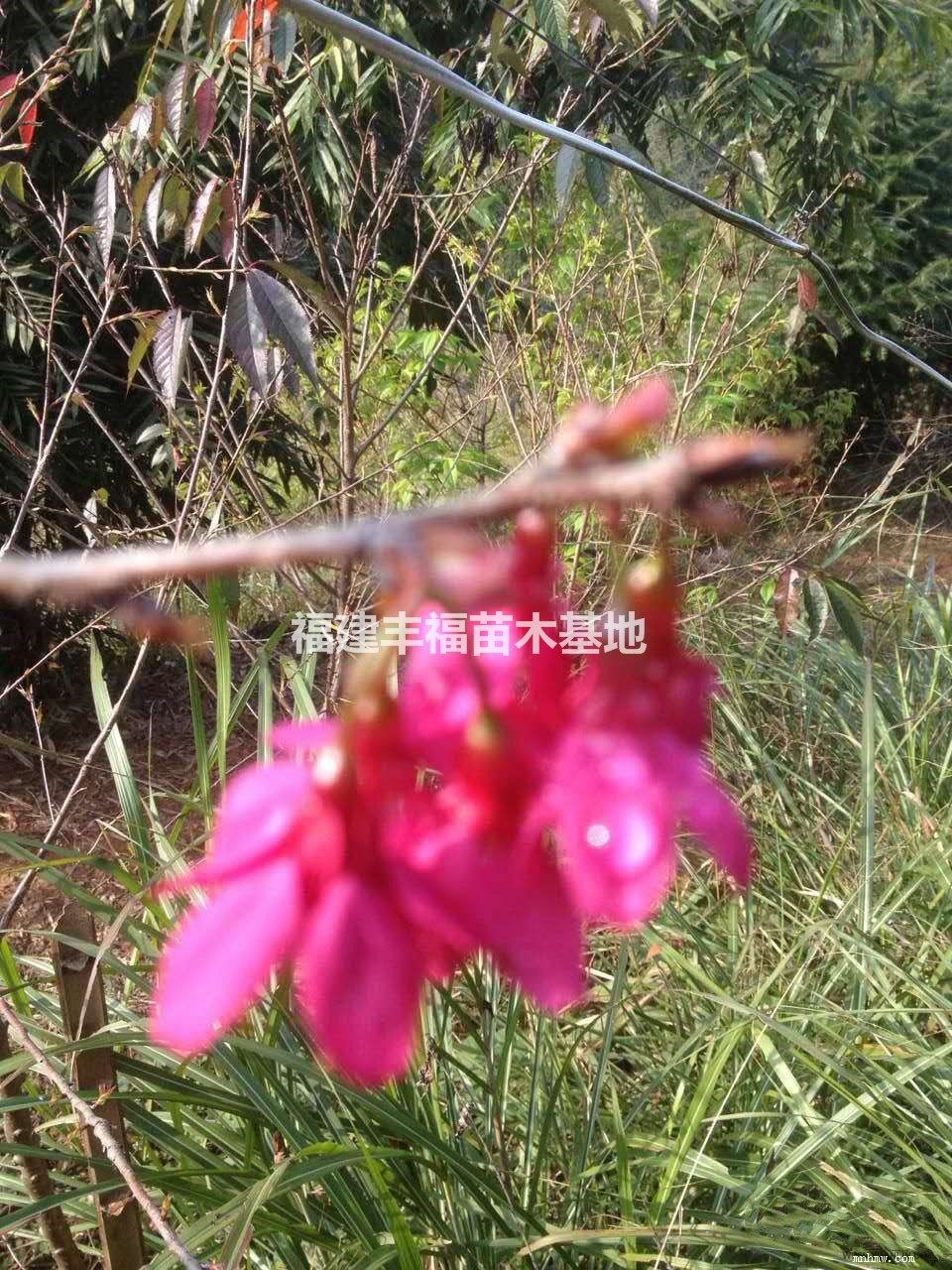 点击查看大图