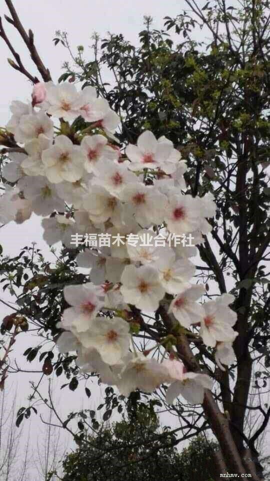 点击查看大图