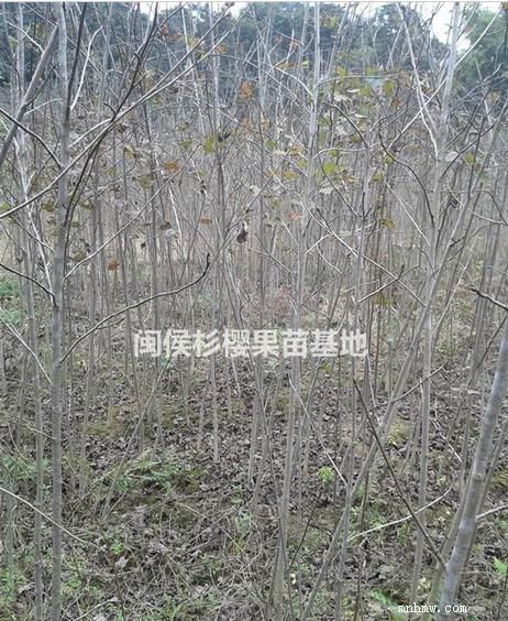 点击查看大图