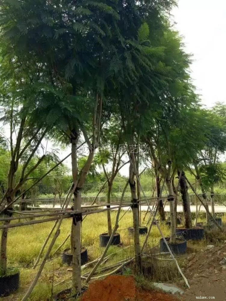 点击查看大图