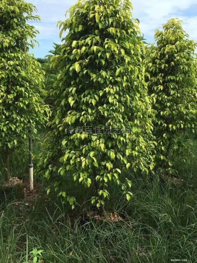 点击查看大图
