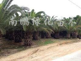 点击查看大图