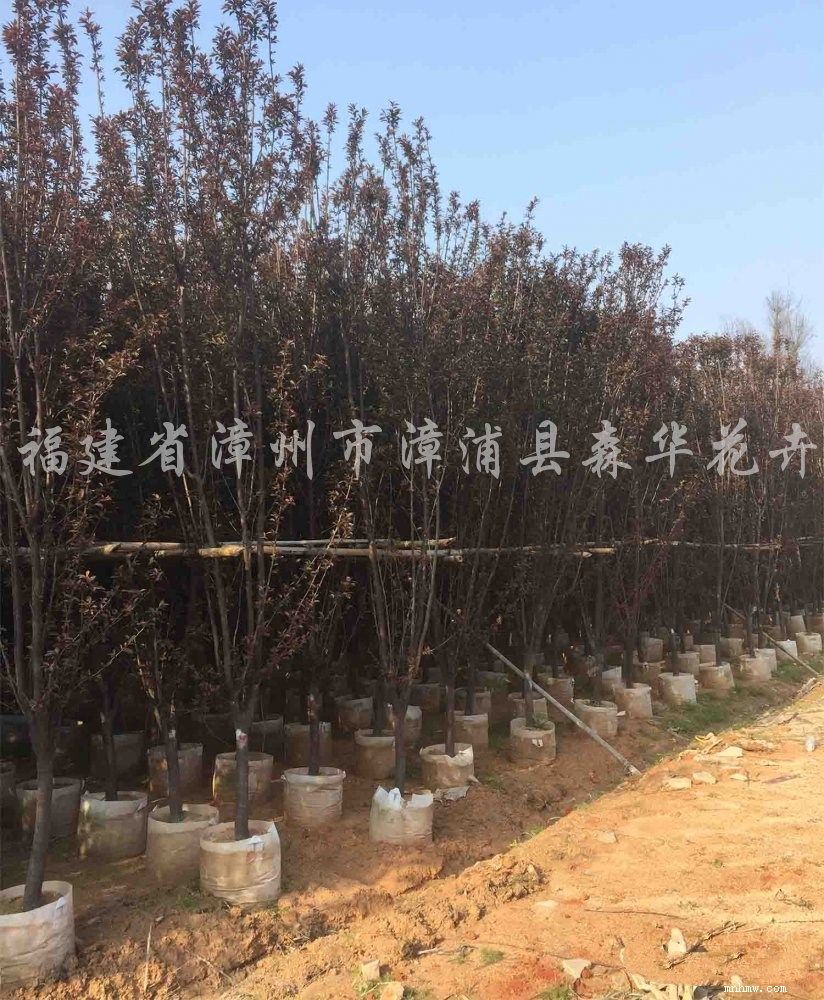 点击查看大图