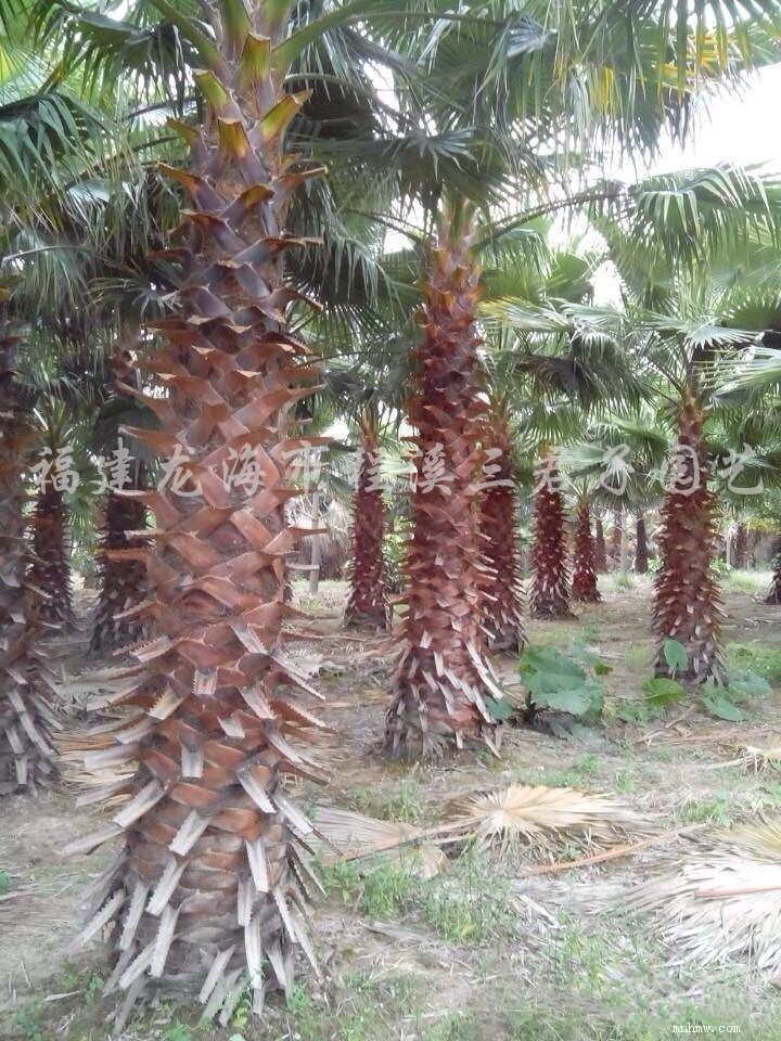 点击查看大图
