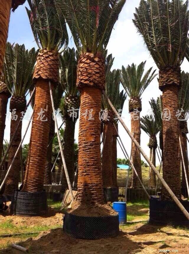 点击查看大图