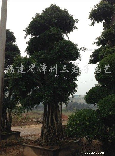 点击查看大图