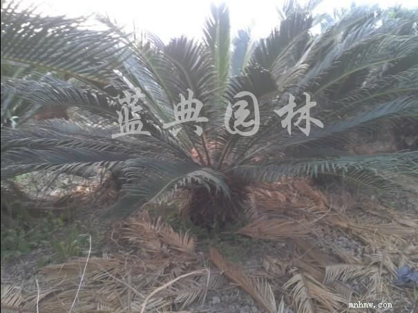 点击查看大图