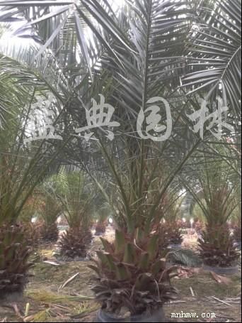 点击查看大图