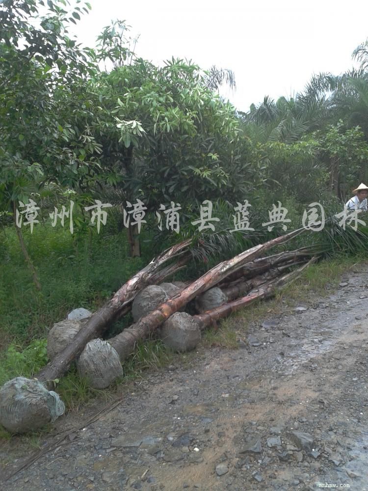 点击查看大图