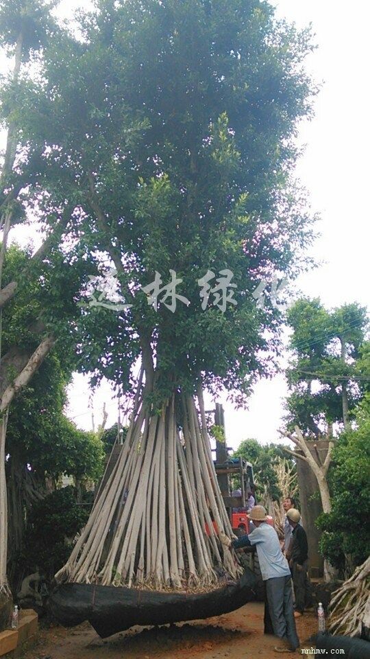 点击查看大图