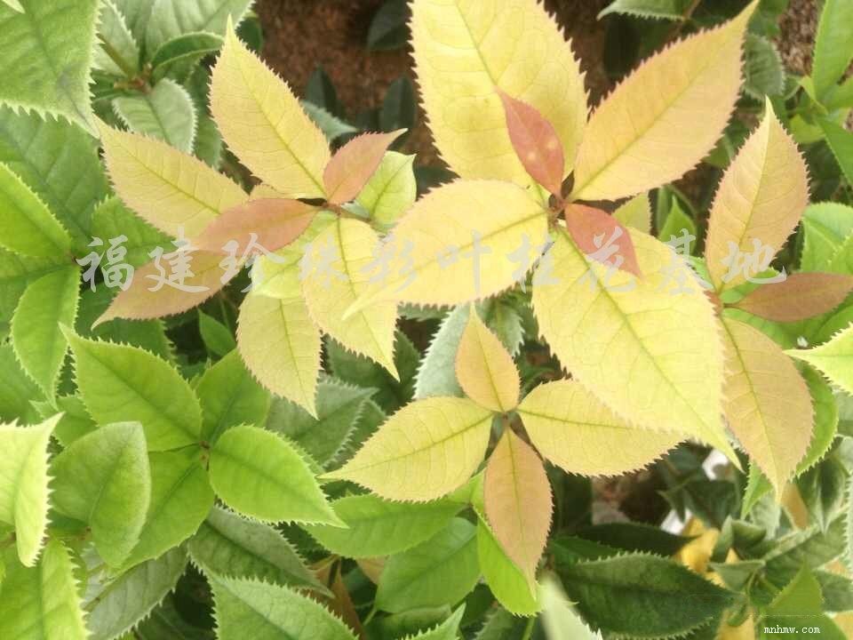 点击查看大图