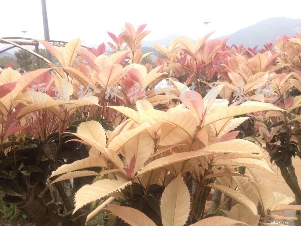 点击查看大图