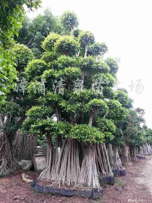 点击查看大图