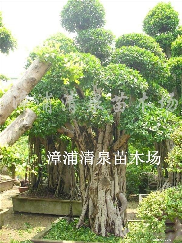 点击查看大图
