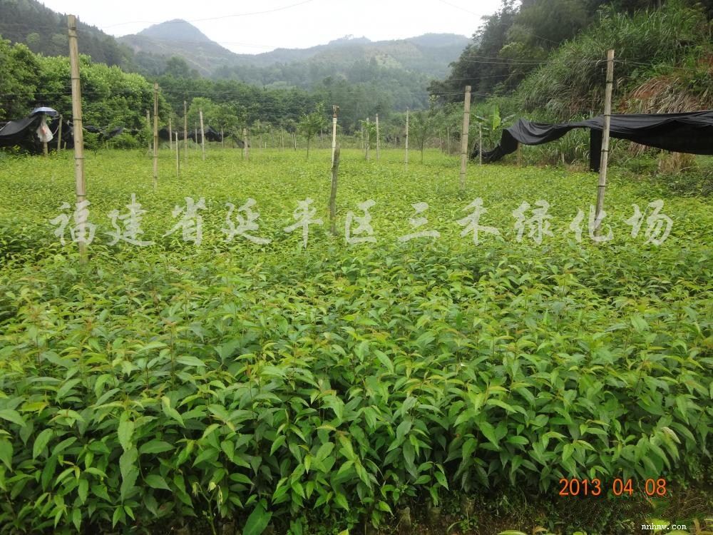 点击查看大图