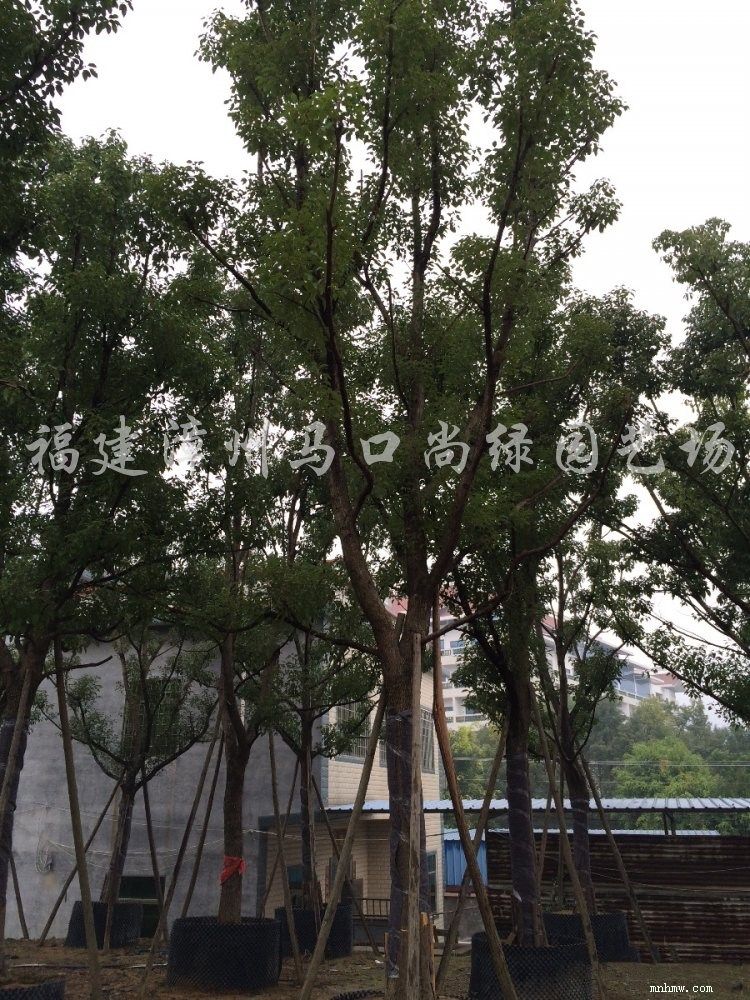 点击查看大图