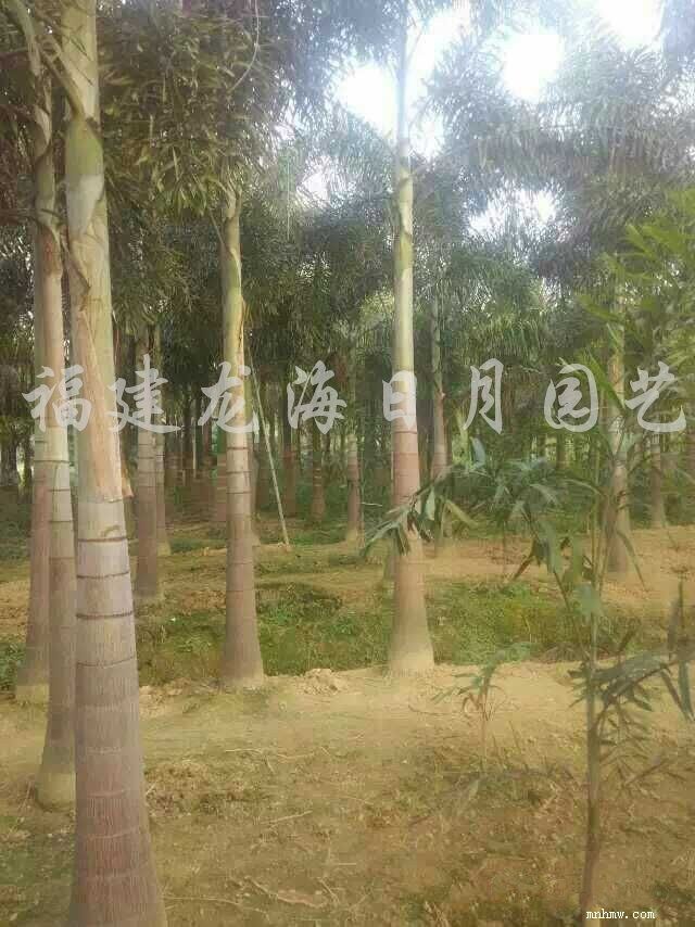 点击查看大图