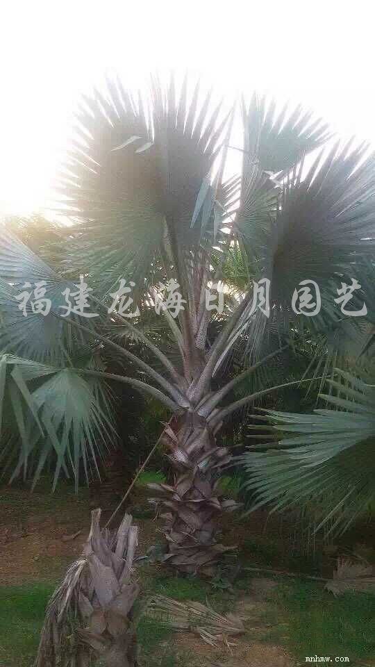 点击查看大图