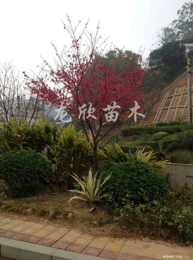 点击查看大图