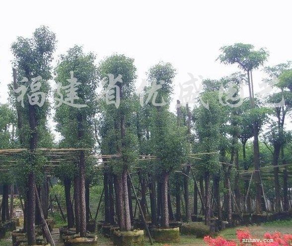 点击查看大图
