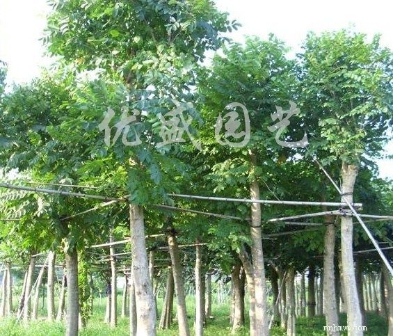 点击查看大图