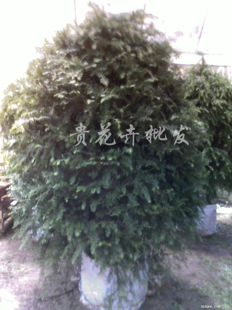 点击查看大图