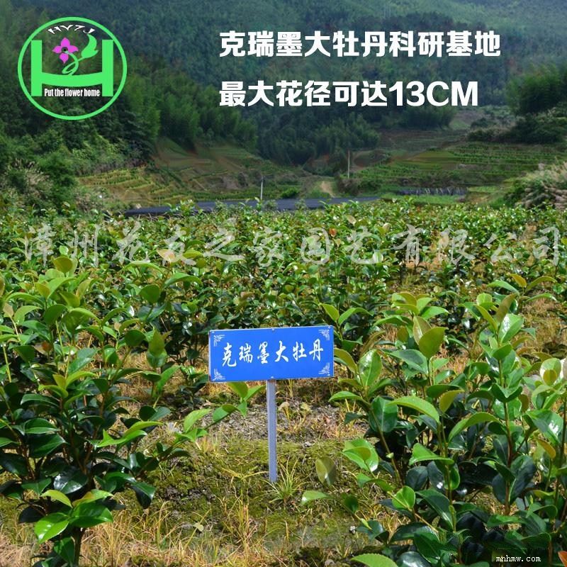 点击查看大图