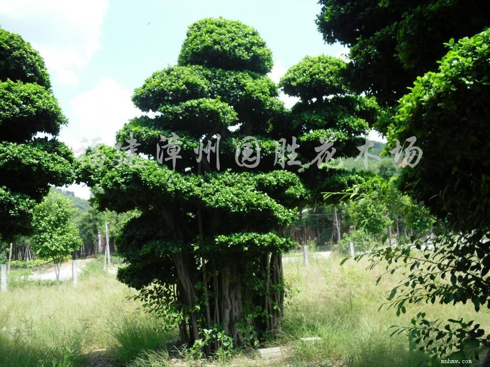 点击查看大图