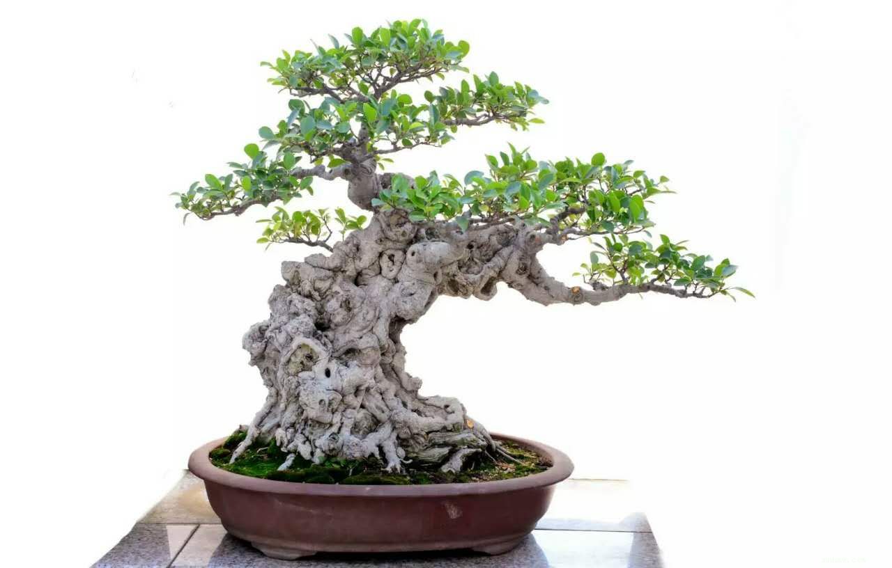 点击查看大图