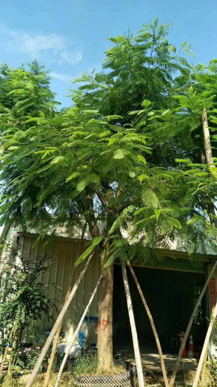 点击查看大图