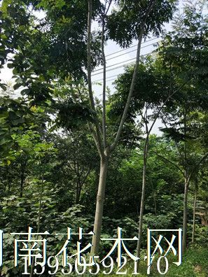 点击查看大图