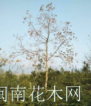 点击查看大图
