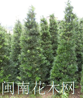 点击查看大图